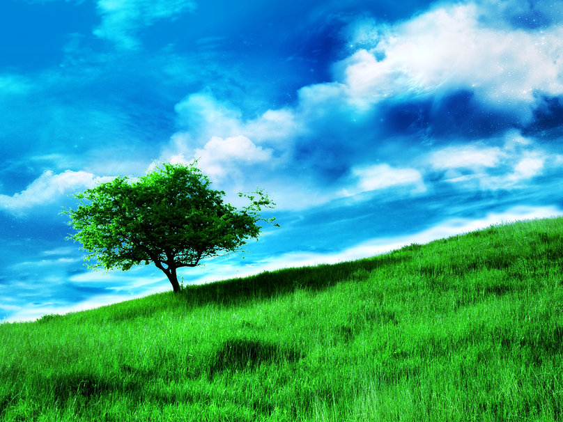 Lonely Tree Wallpaper