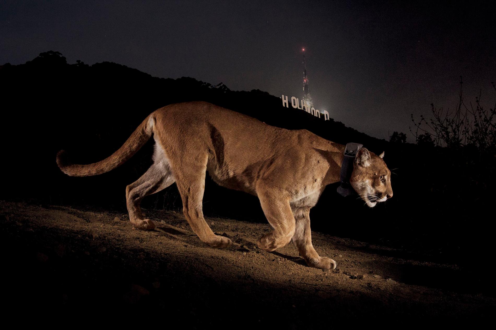 How Wild Animals Are Hacking Life In The City