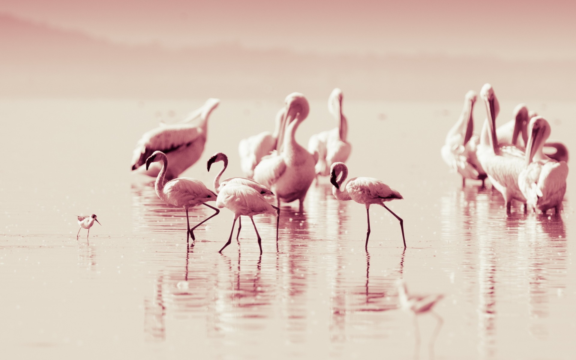 Widescreen Flamingo Wallpaper