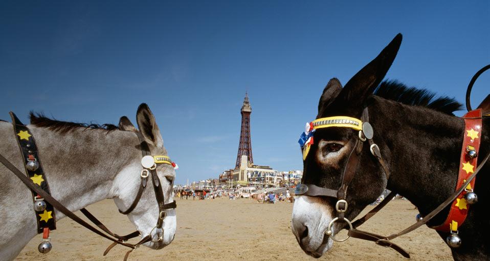 Blackpool Donkeys On The Beach With