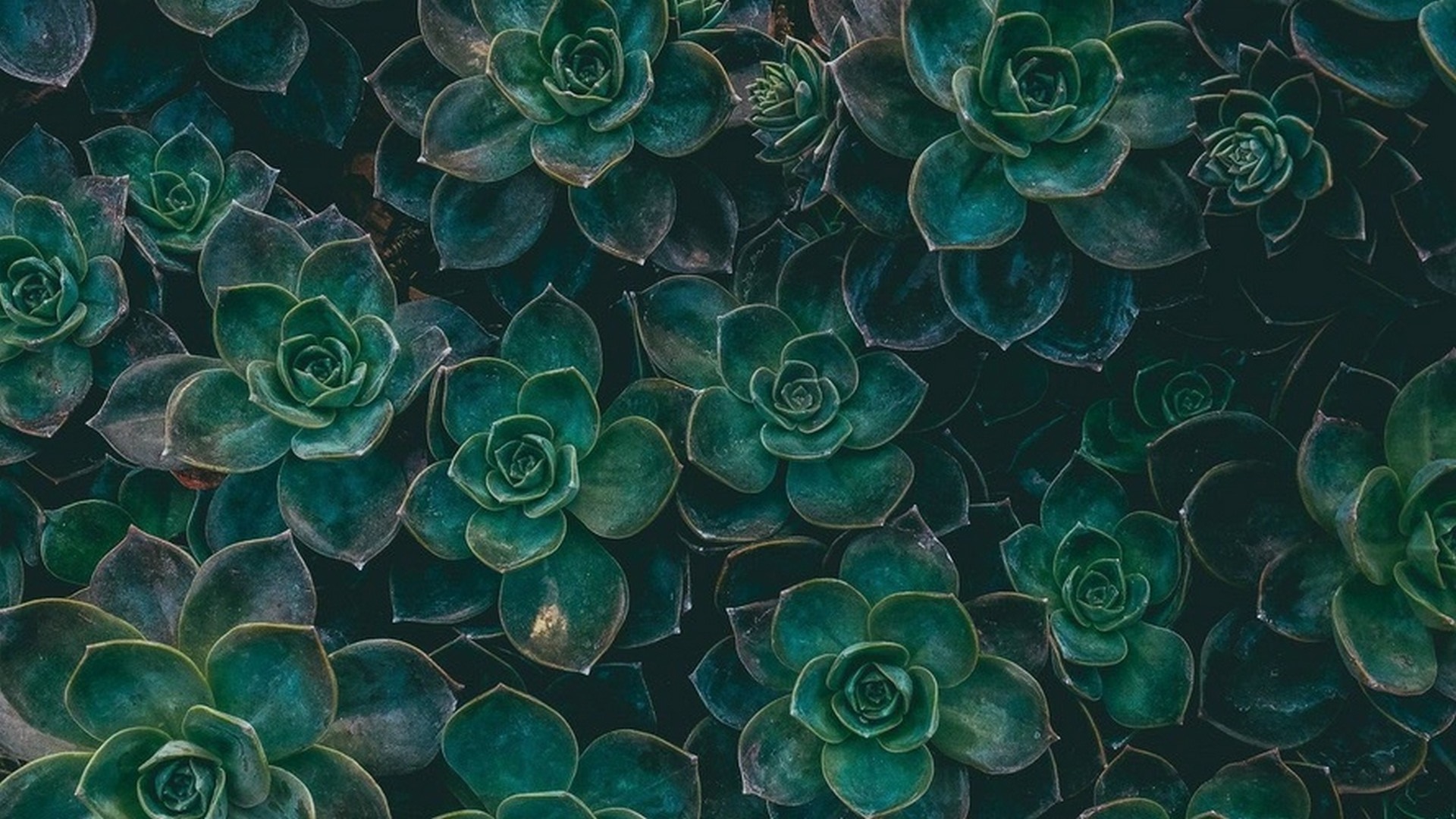 Dark green succulent plants forming a natural textured background