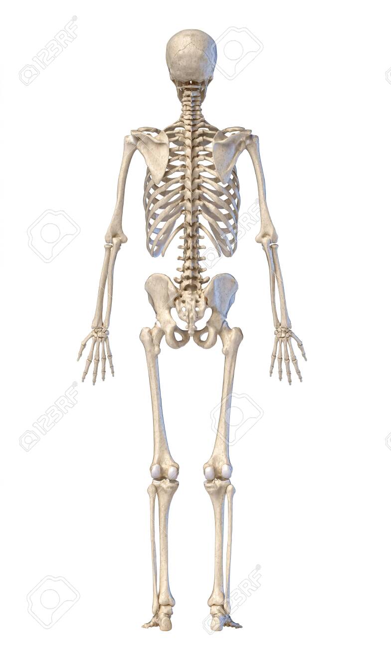 Human Anatomy Skeletal System Full Figure Standing Back