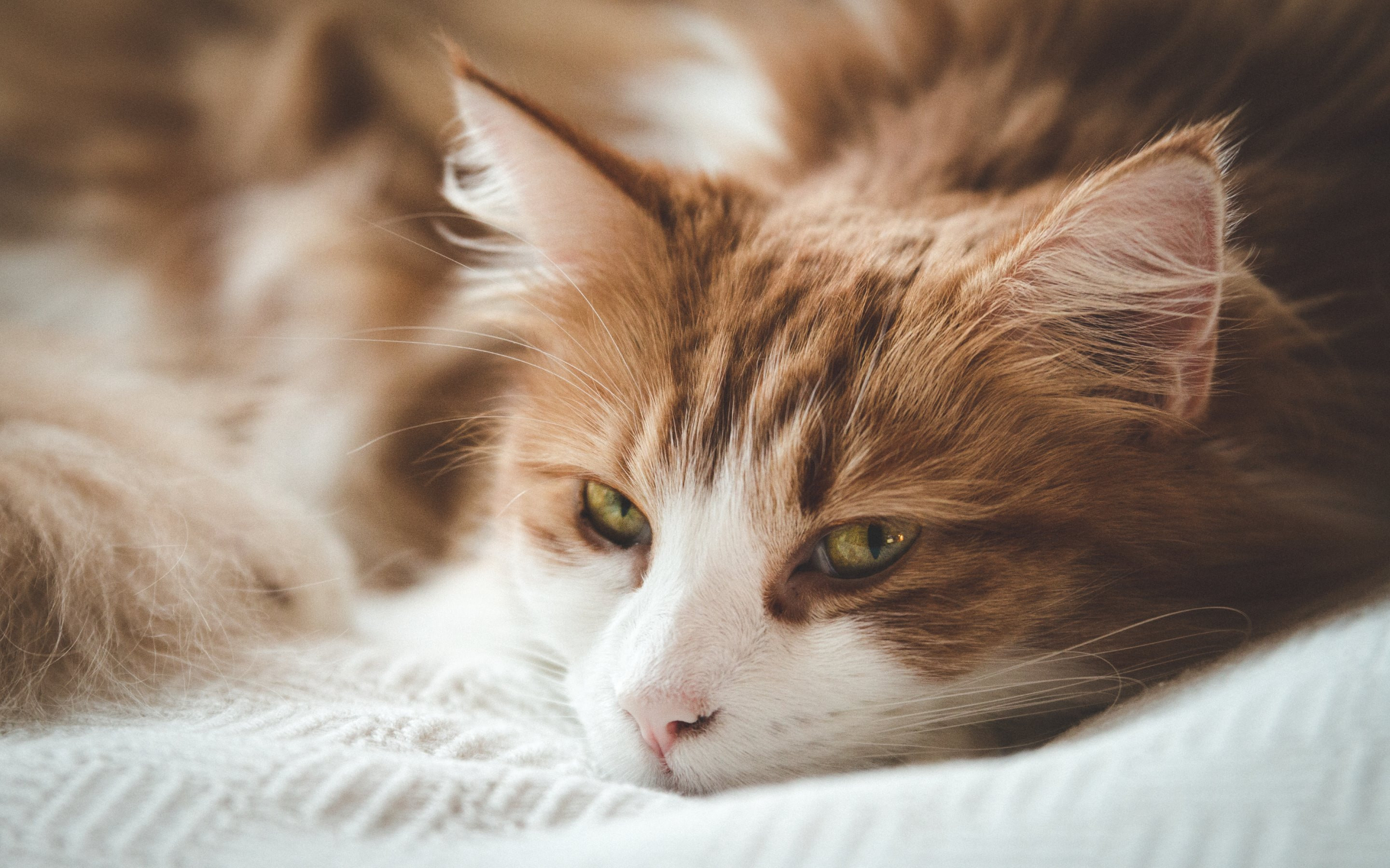 Close-up of a ginger and white cat resting on a soft white blanket. Its green eyes are half-closed, and its expression is peaceful and relaxed