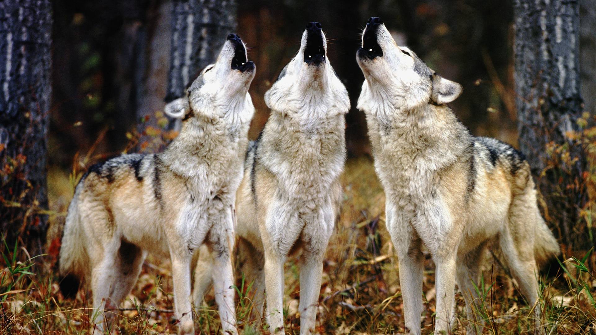 Howling Wolves In The Woods