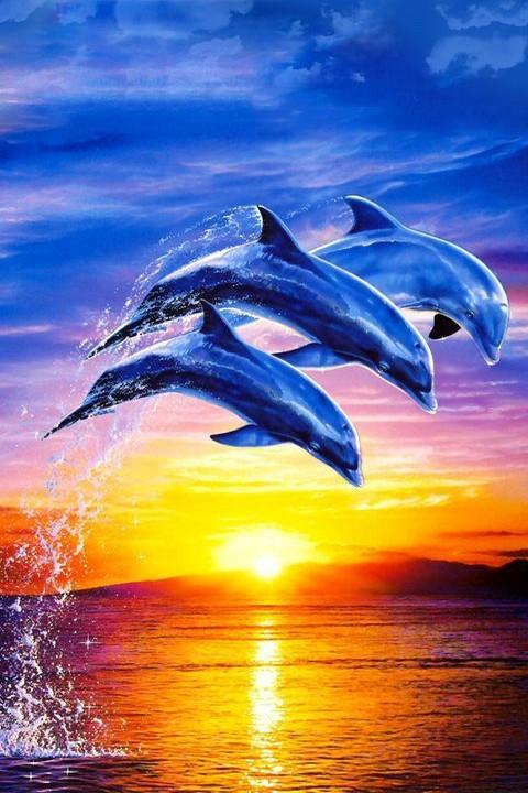 49+] Free 3D Dolphin Wallpaper - WallpaperSafari