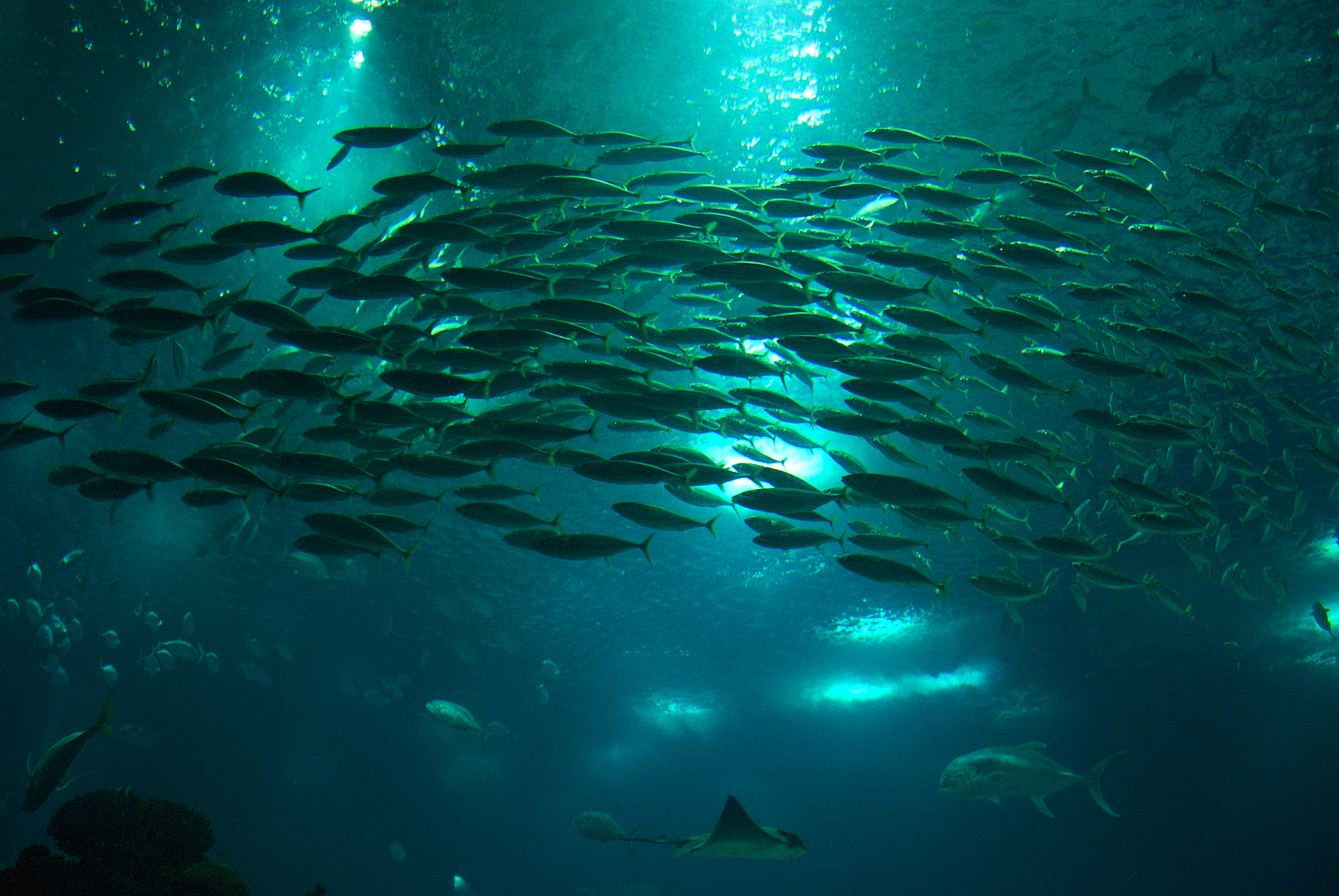 School Of Fish 1920x1080p HD Underwater Wallpaper