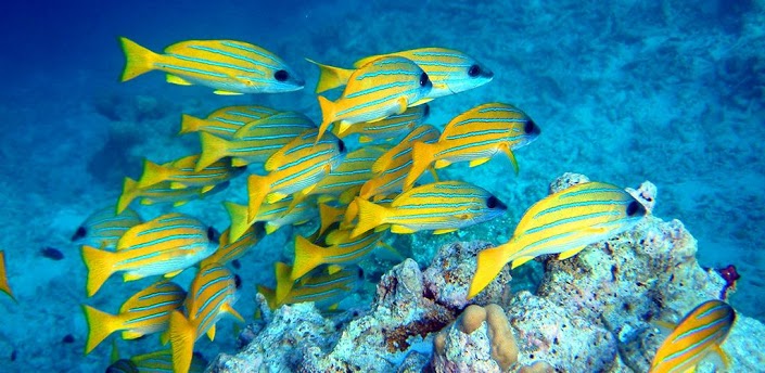 Tropical Fish Live Wallpaper Applications Android Et Tests