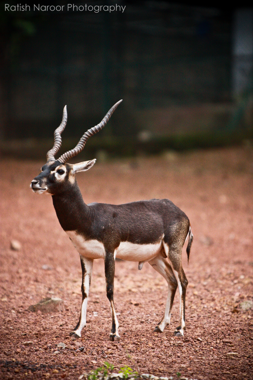 Deer Buck Wallpaper Black Antelope