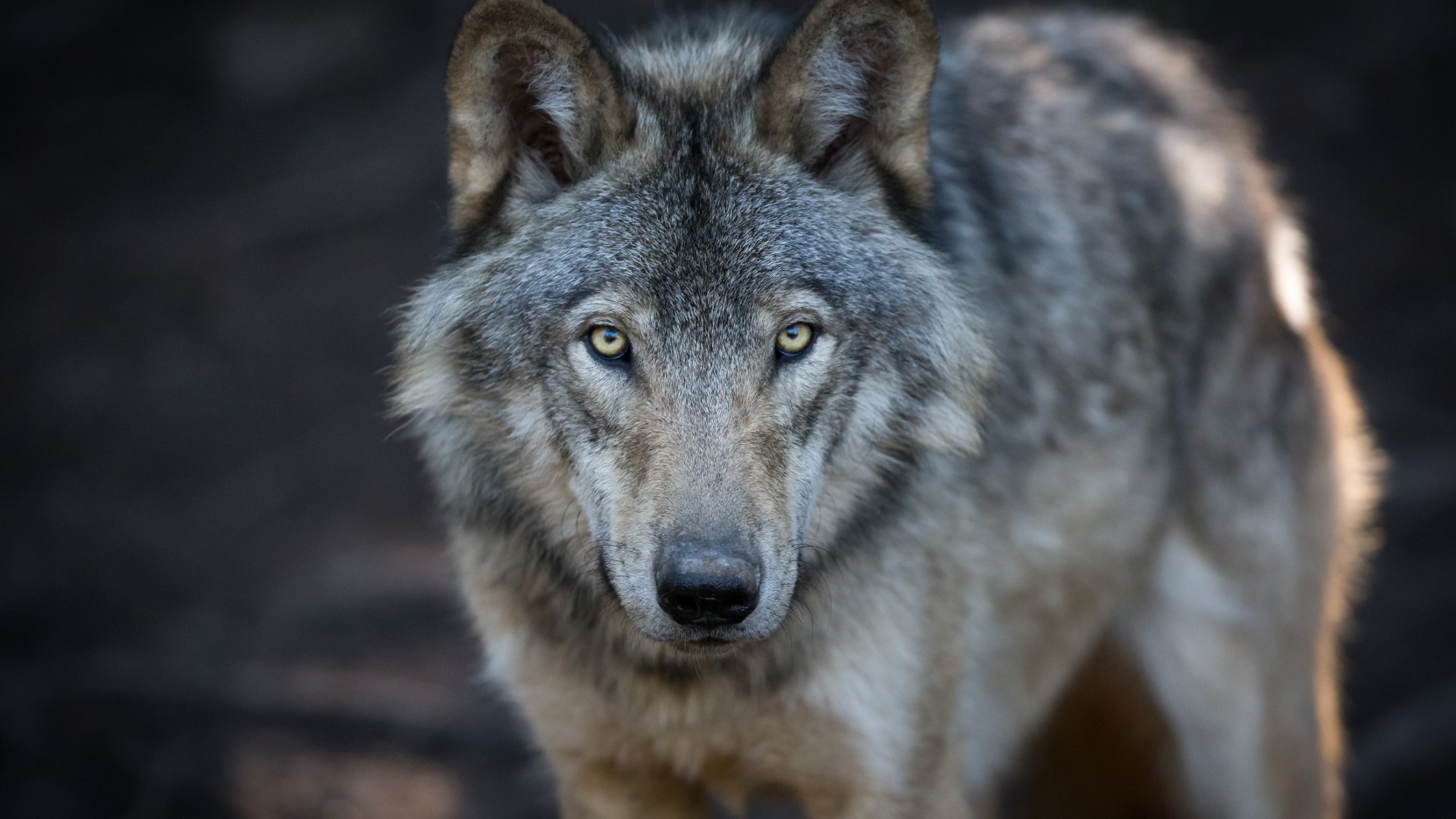 Der Wolf In Tirol Life Radio Experten Talk Wallpaper