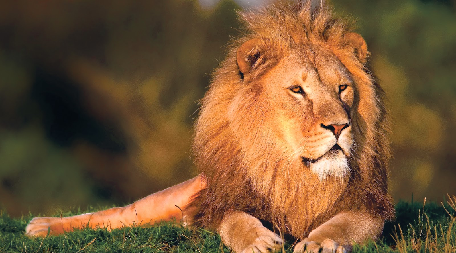 Most Beautiful Lion HD Wallpaper Top Animals