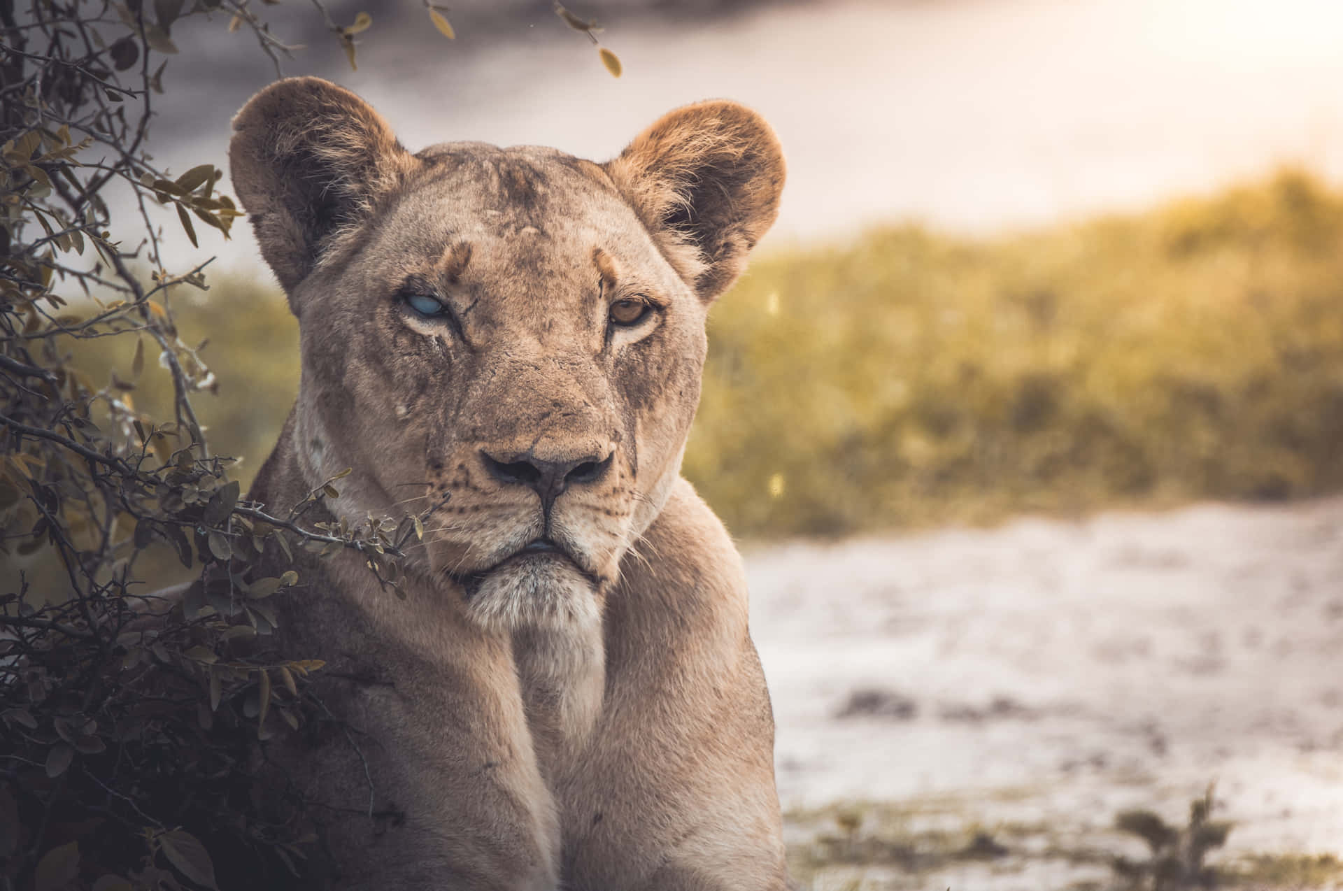Lioness By The River 8wv5b6f1wdu1003p Wallpaper
