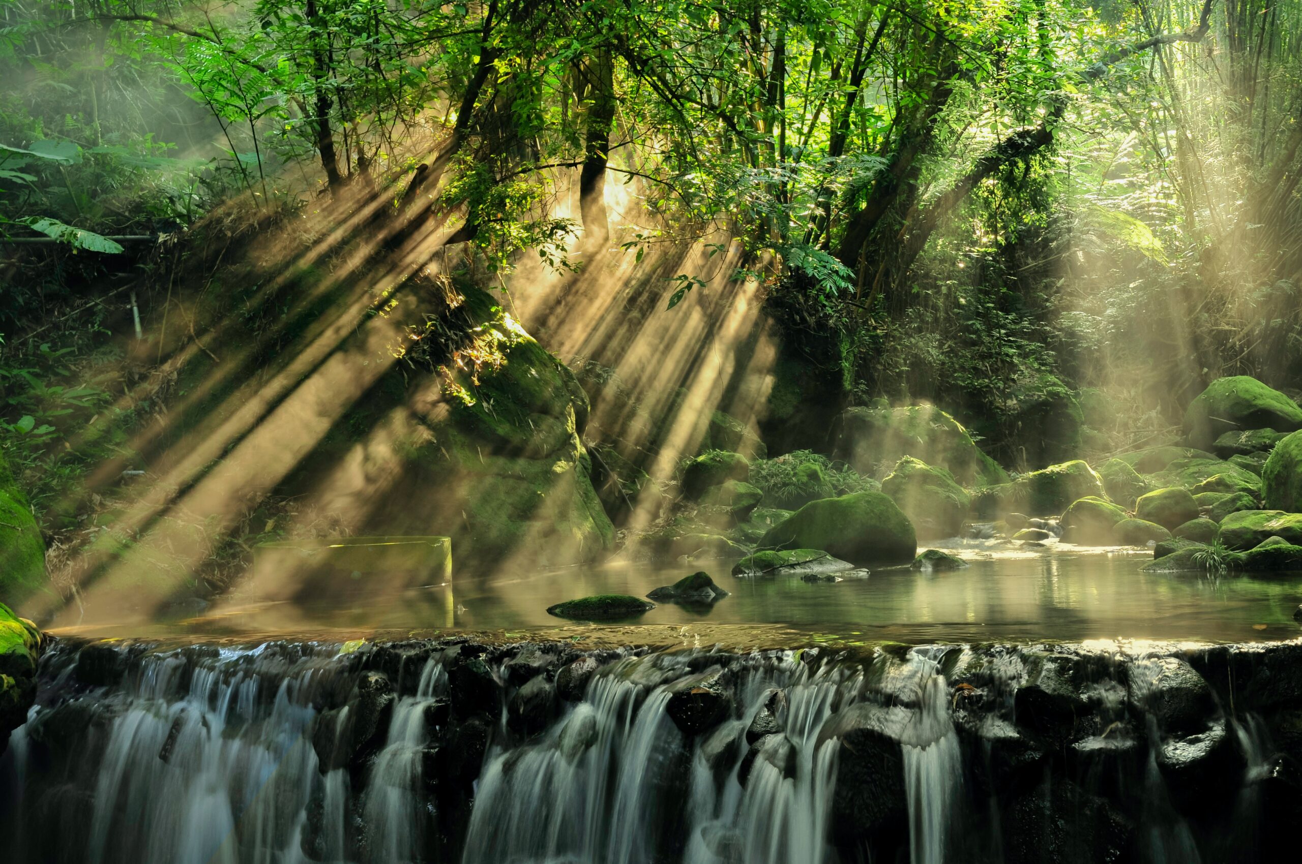 Scenic Of Rainforest Desktop Wallpaper