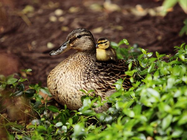 National Geographic S Mallard Duck Pictures Wallpaper