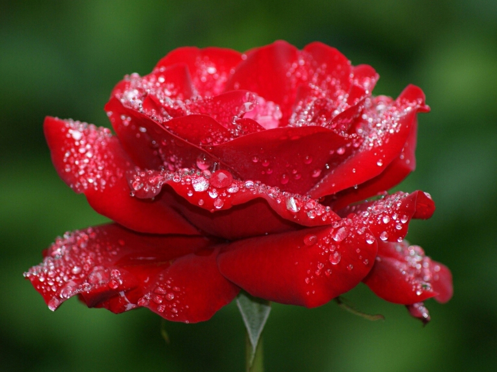 Flowers For Flower Lovers Rose HD Desktop Wallpaper