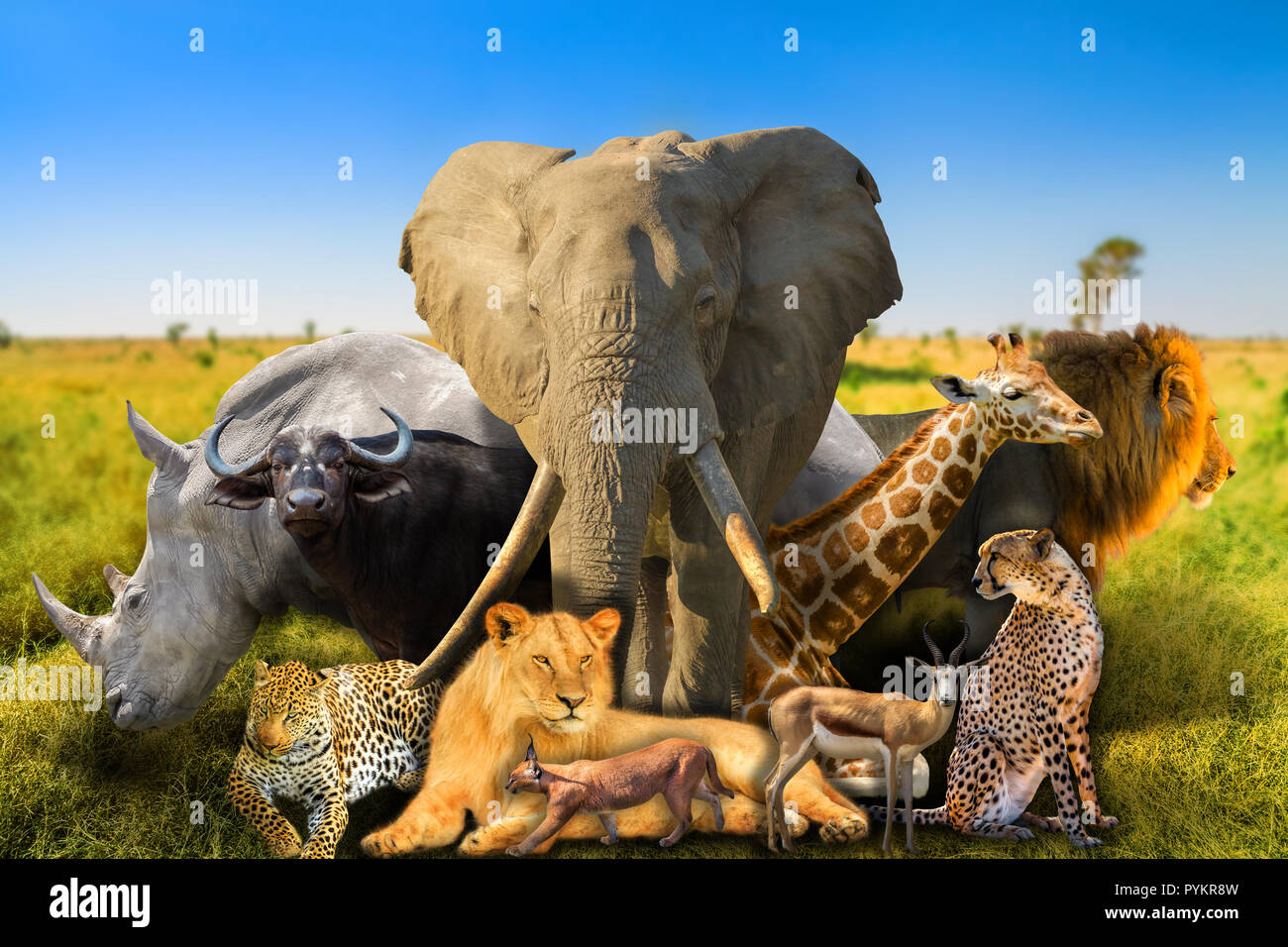Big Five and wild african animals on savannah nature background 1300x956