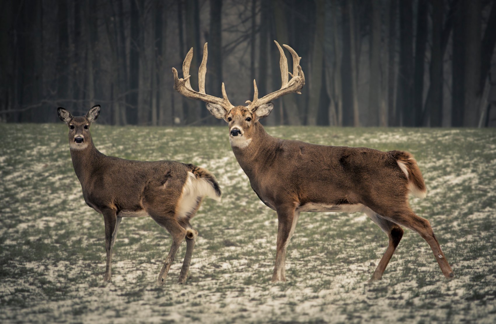 Big Whitetail Buck Wallpaper - WallpaperSafari