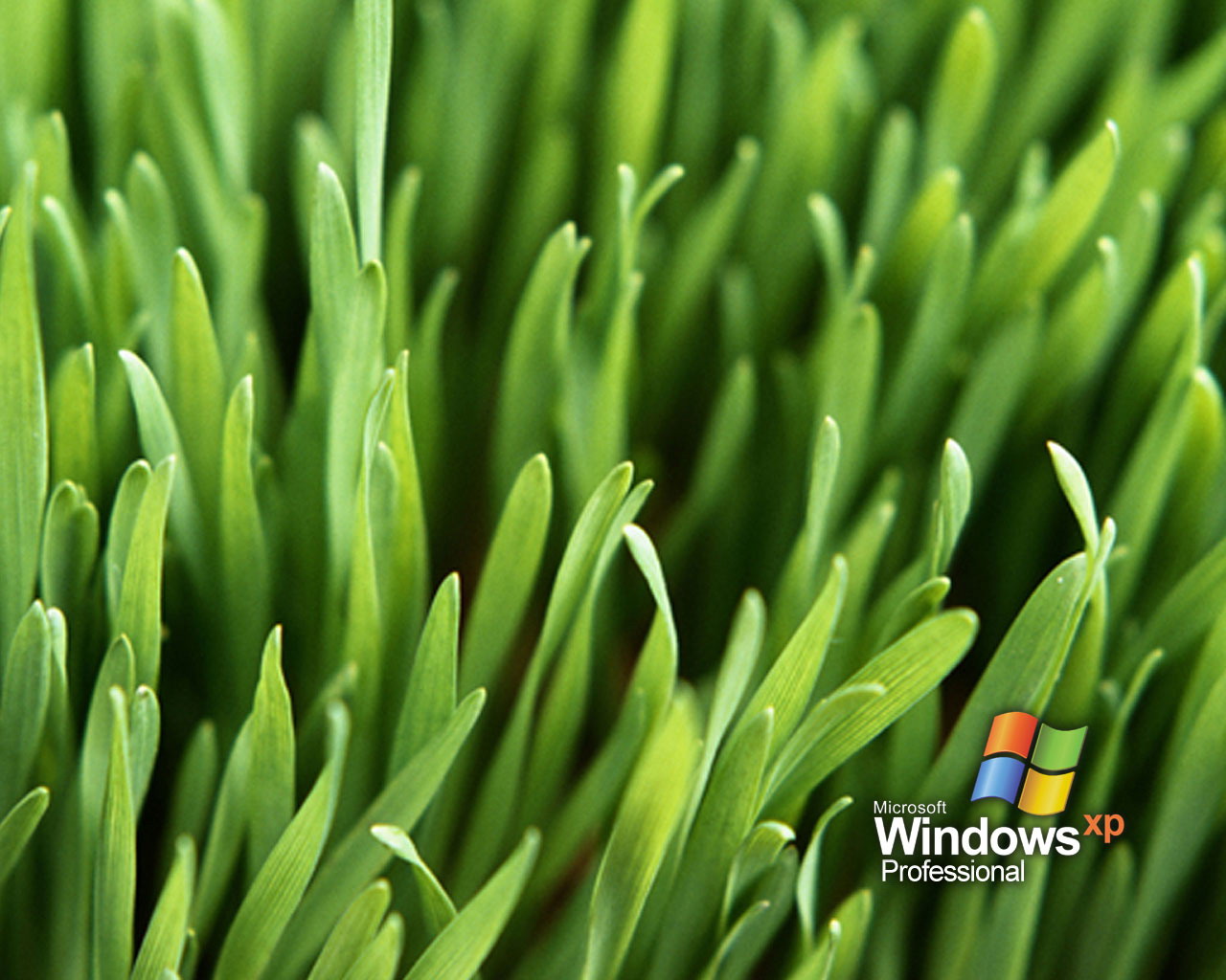 Windows Grass Vista Wallpaper