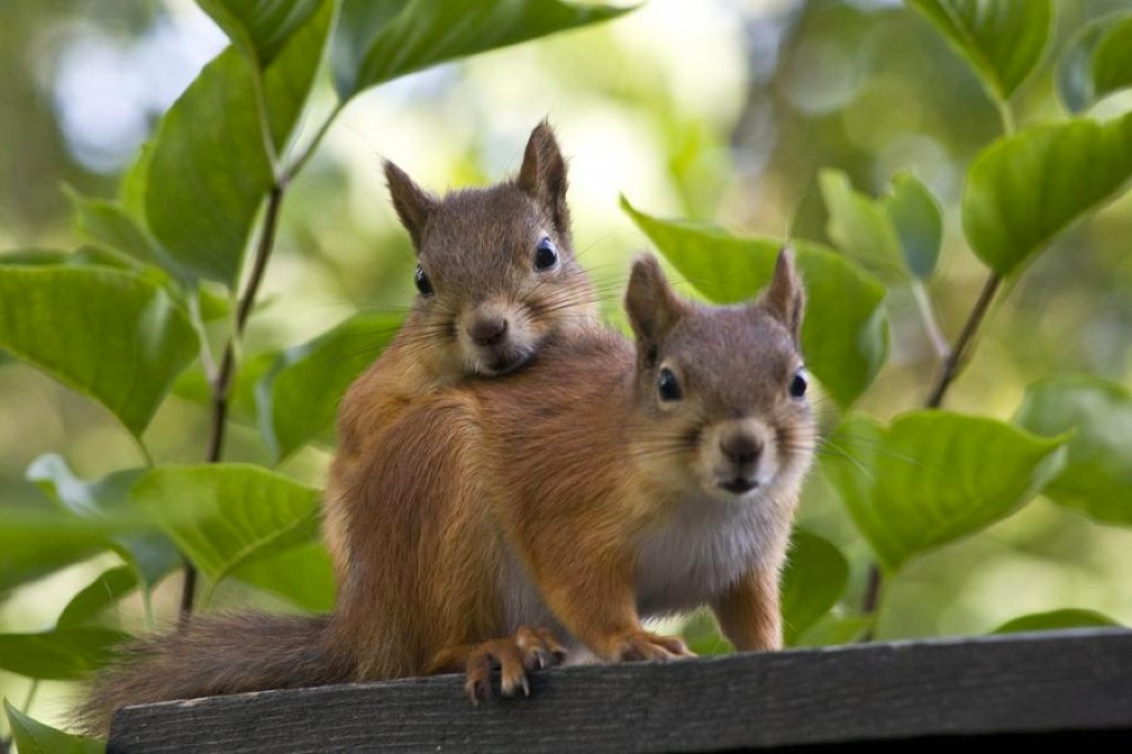 Cute Squirrels wallpaper   ForWallpapercom