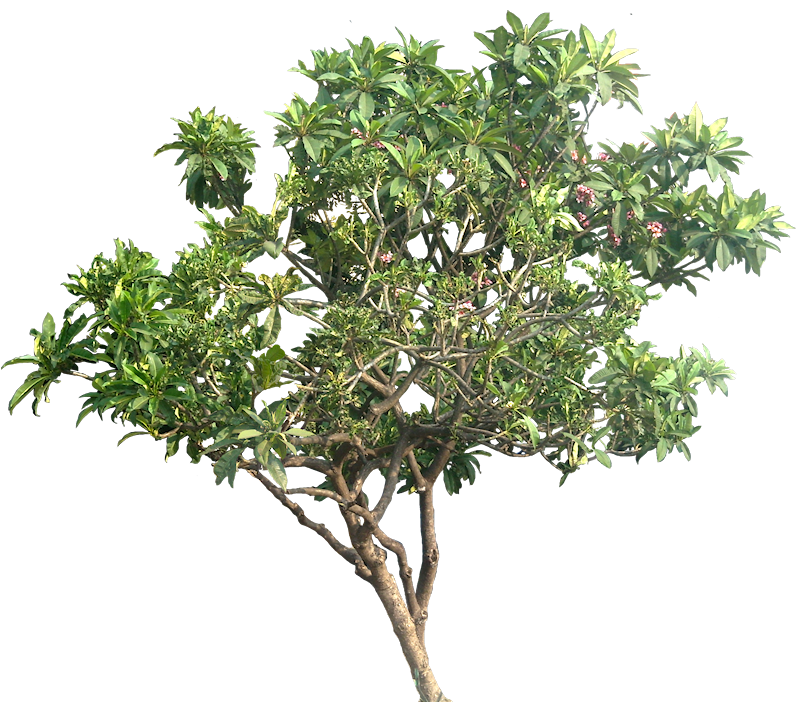 Pisonia Alba Plumeria Tree Plants Deciduous Trees