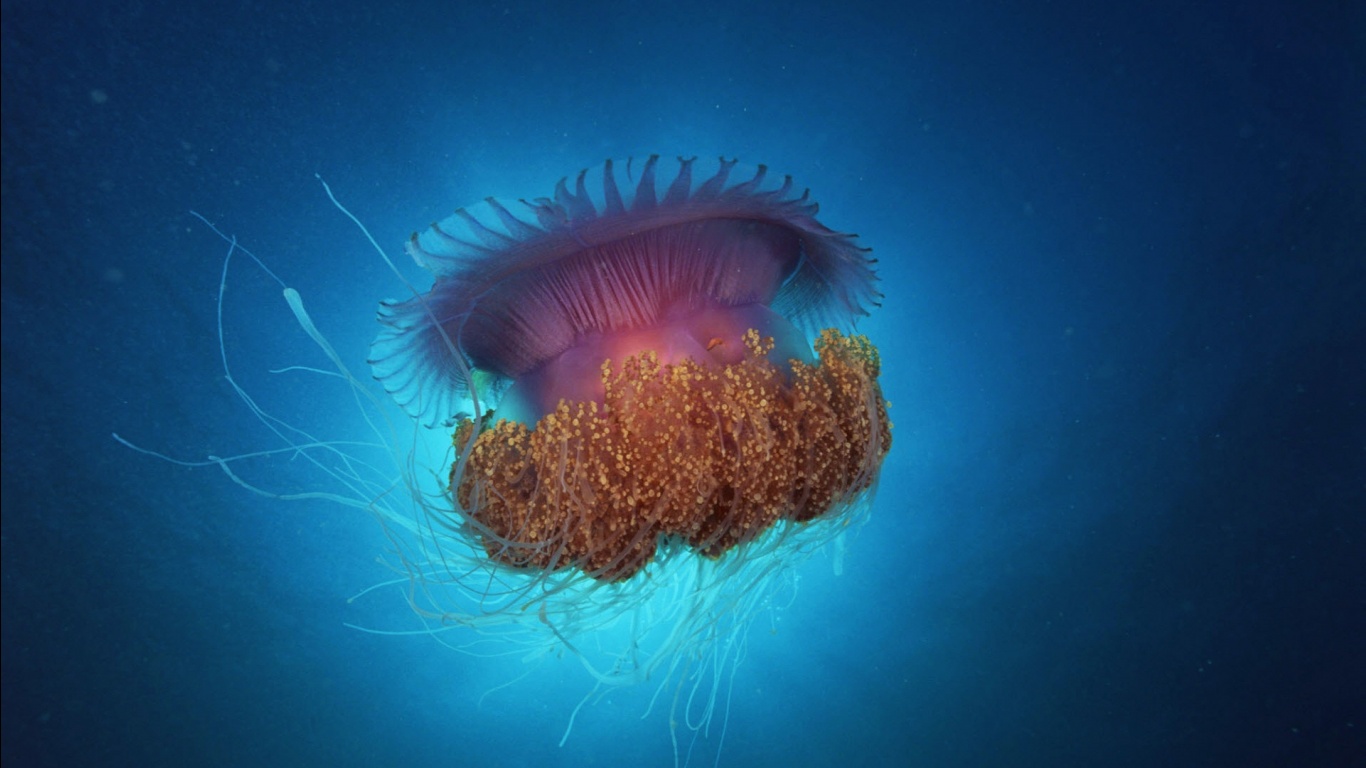 Jellyfish Under Sea Wallpaper HD