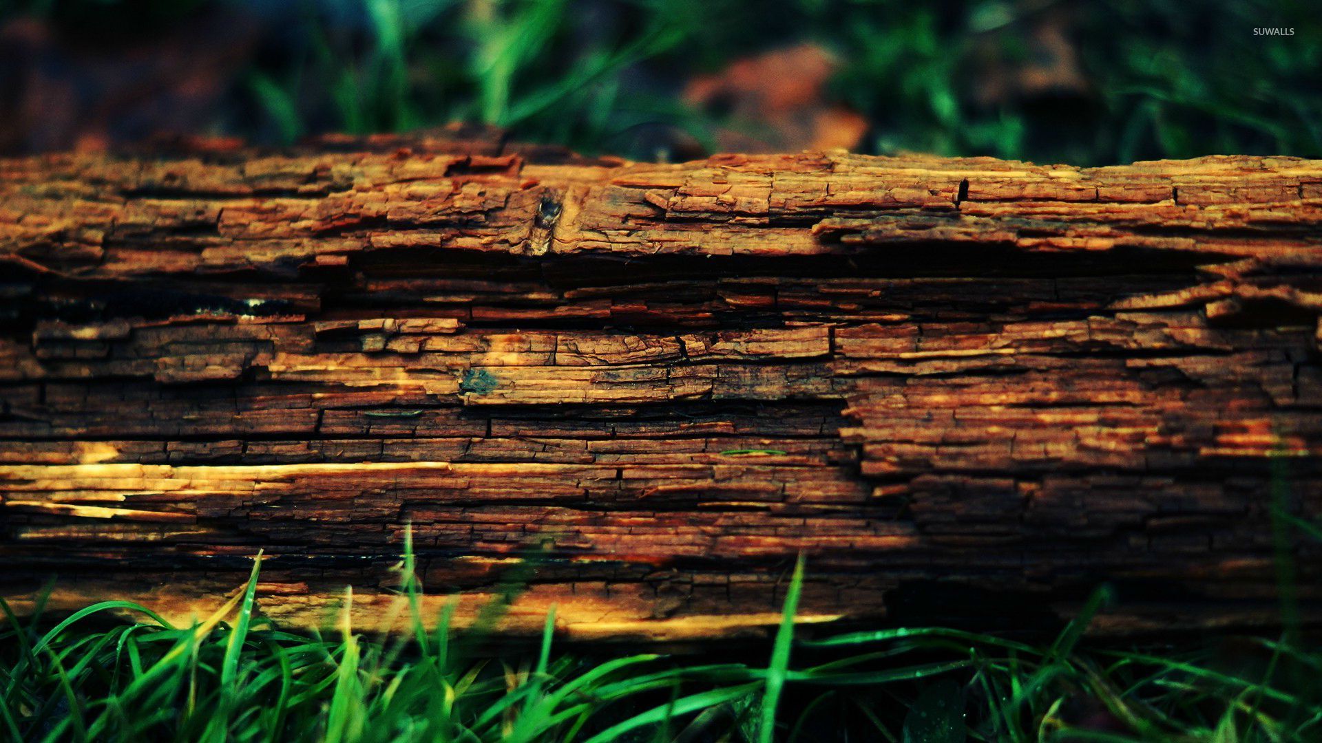 Wood Bark Wallpaper Photography