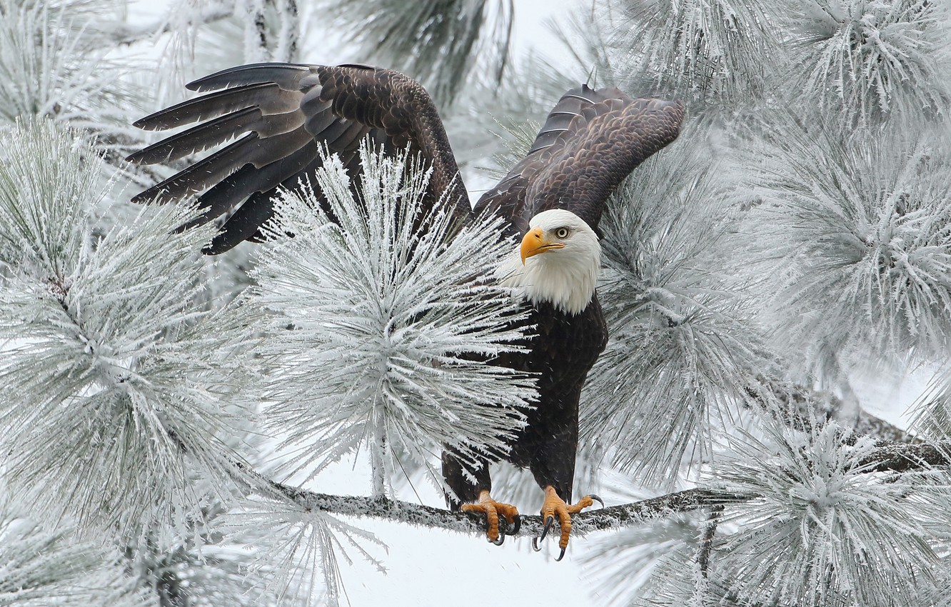 Wallpaper Winter Bird Branch Hawk Bald Eagle Image For