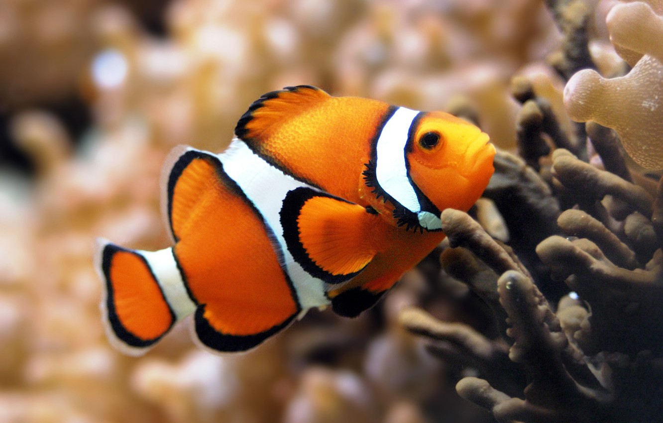 Wallpaper Fishing Aquarium Corals Diving Marine Fish Clown