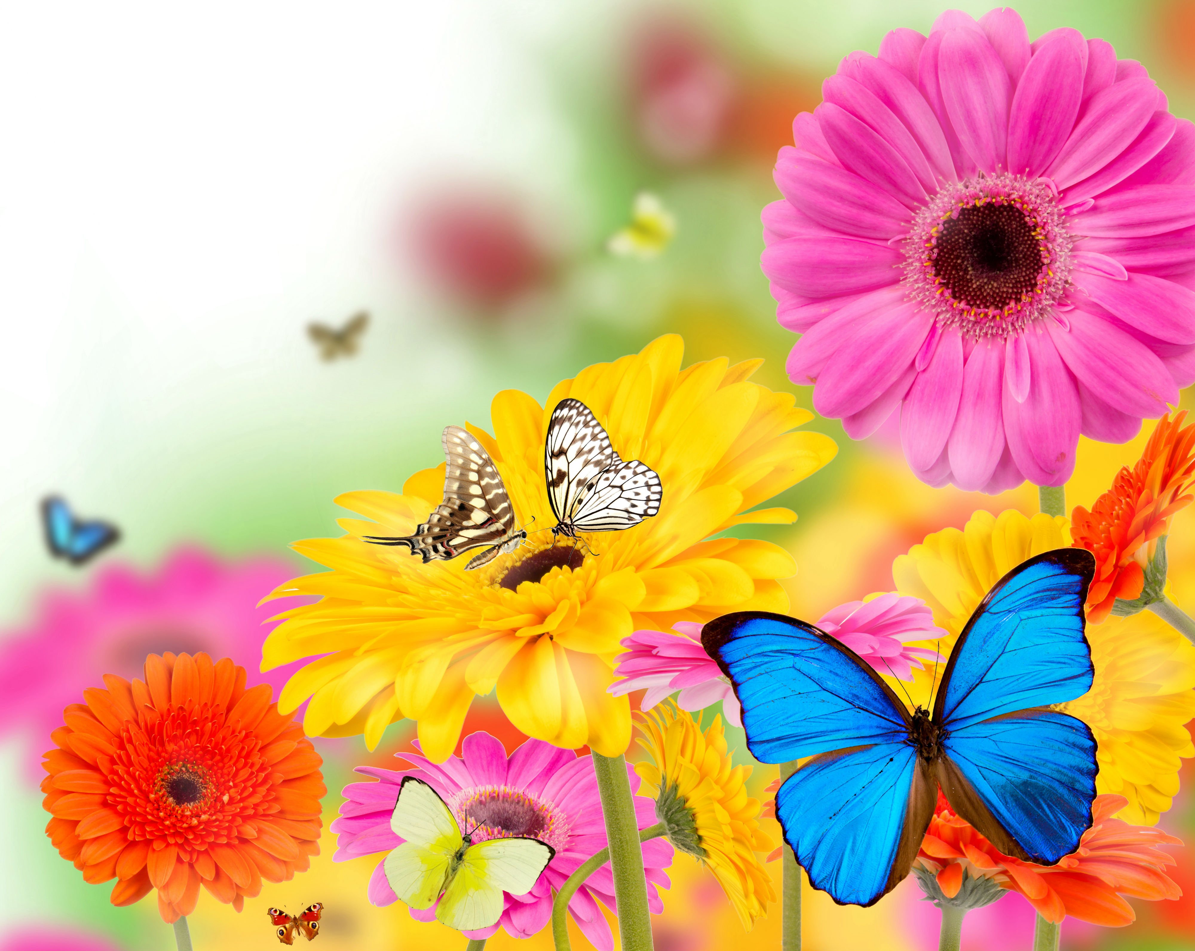 48+ Beautiful Butterflies and Flowers Wallpapers on ...