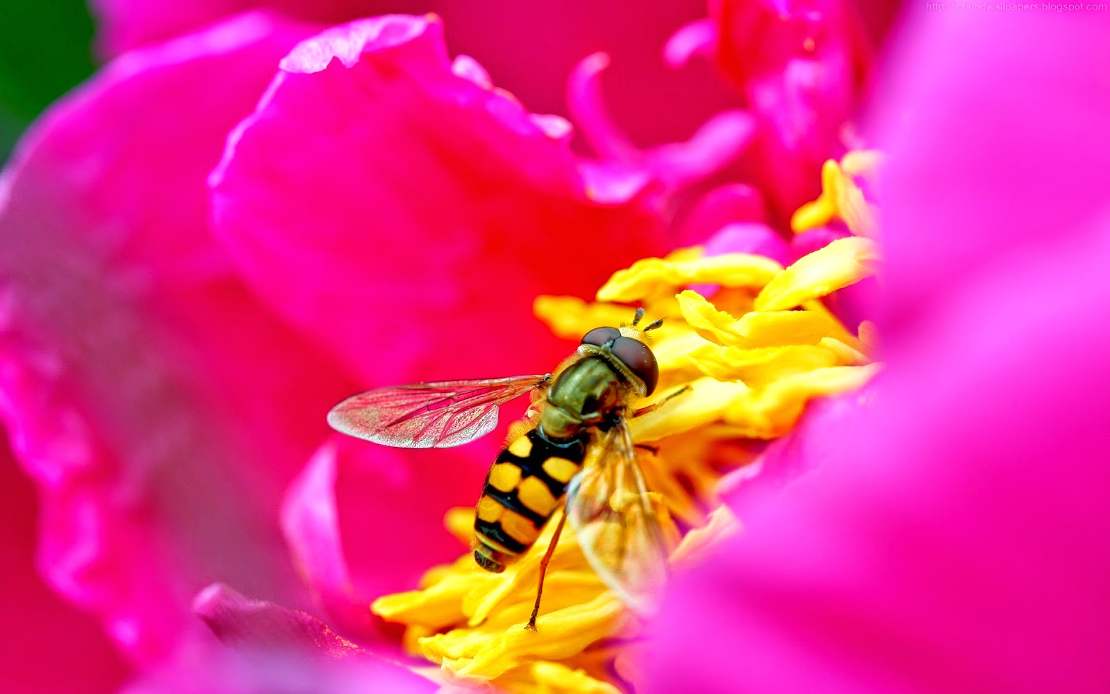 Bee Wallpaper HD