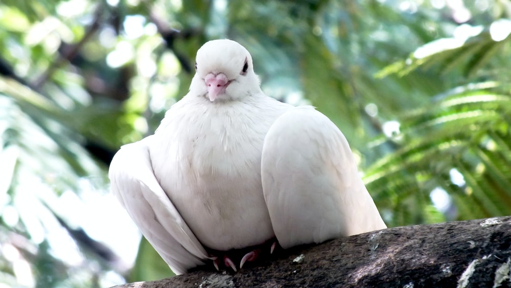 Bird Sitting On Tree Pictures Image
