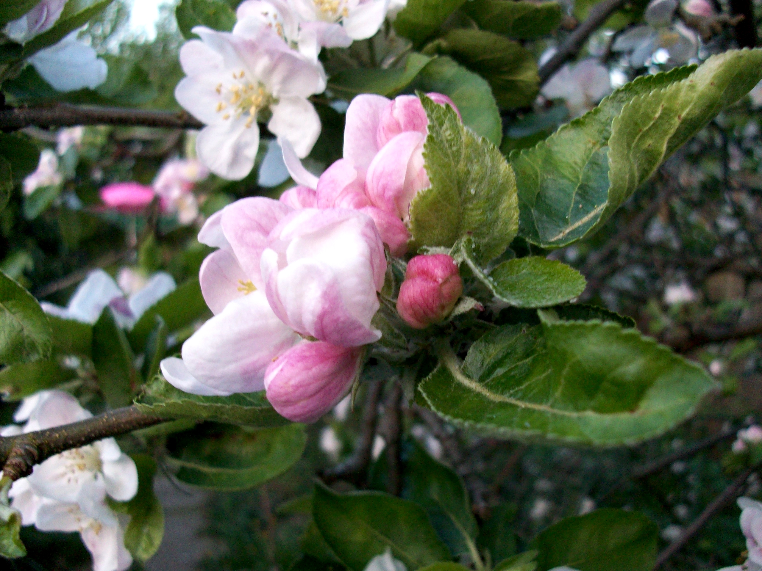 Apple Blossom Ii Wallpaper Stock Photos