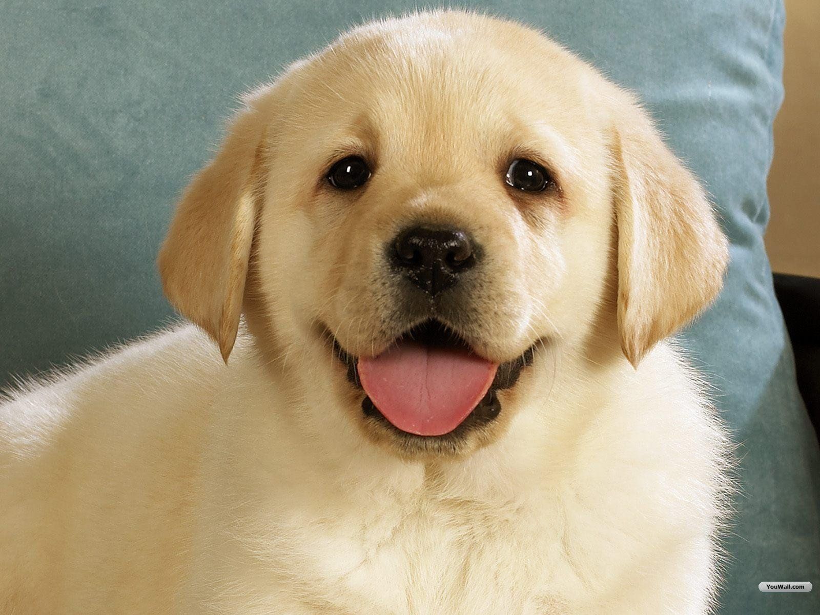 Cute Dogs Wallpapers Dog Puppy Desktop Wallpapers HD 1600x1200