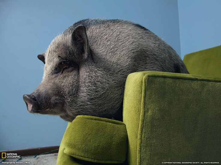Potbellied Pig Photo Animal Wallpaper National Geographic