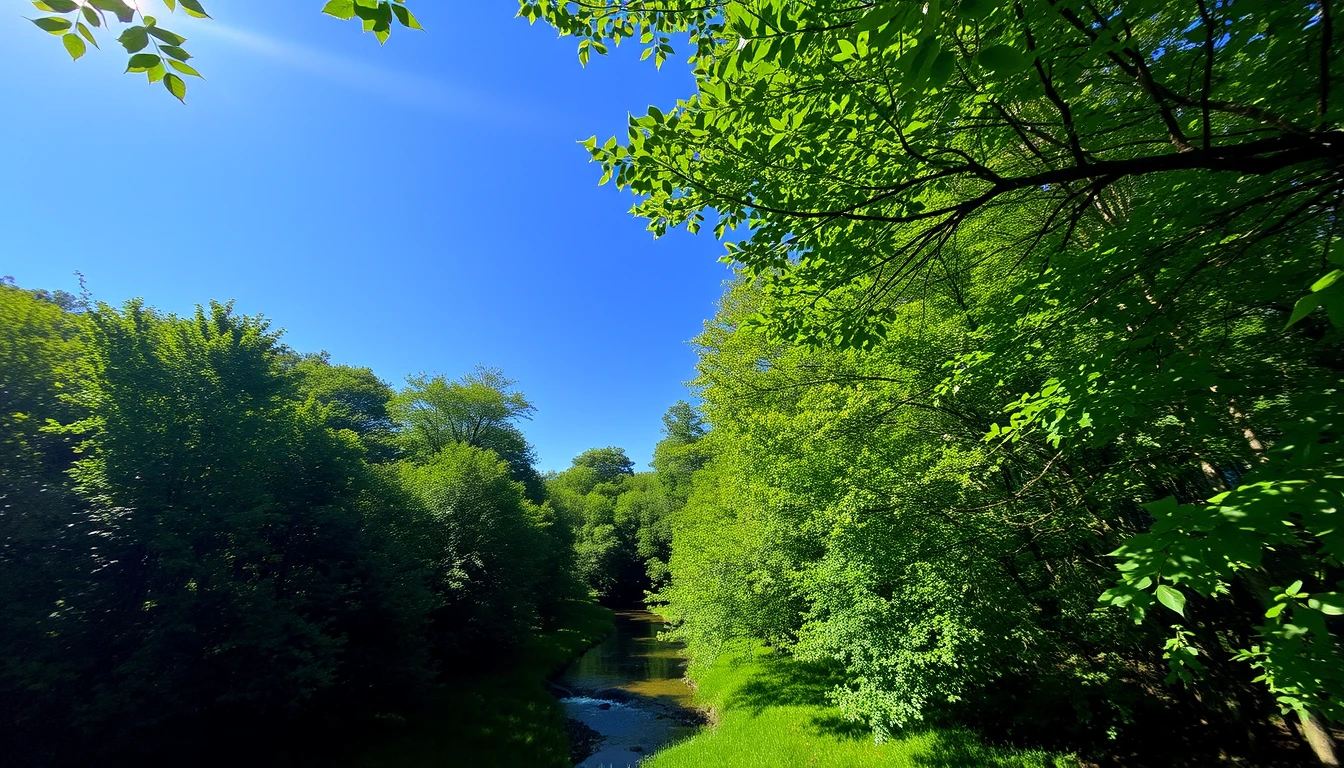 Nature Wallpaper