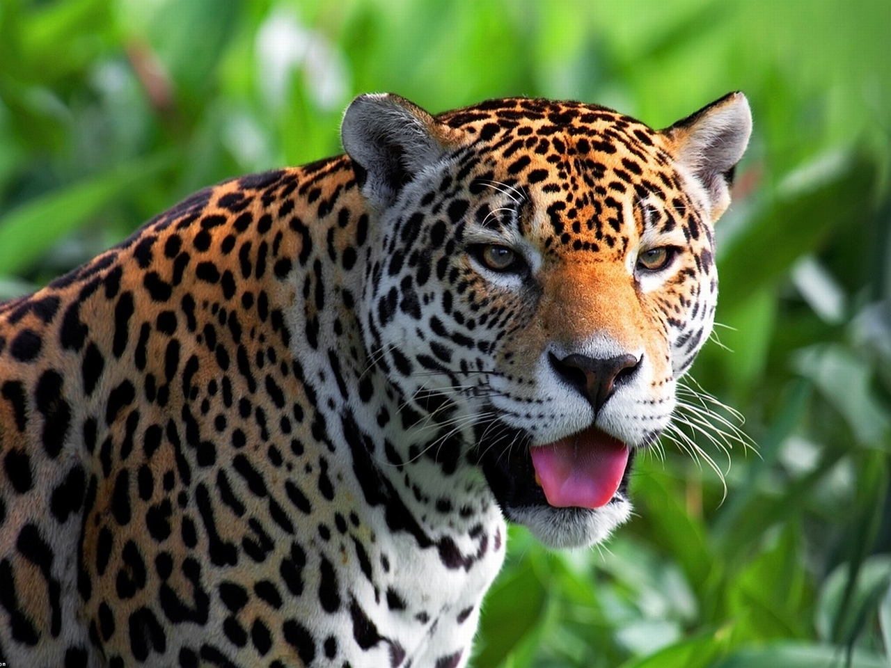 Animal Jaguar Wallpaper