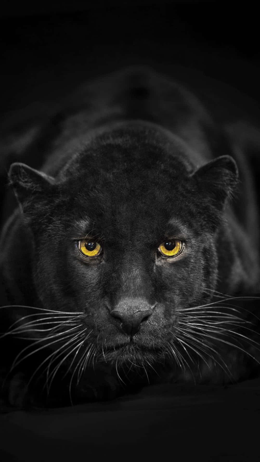 Animals iPhone Wallpaper