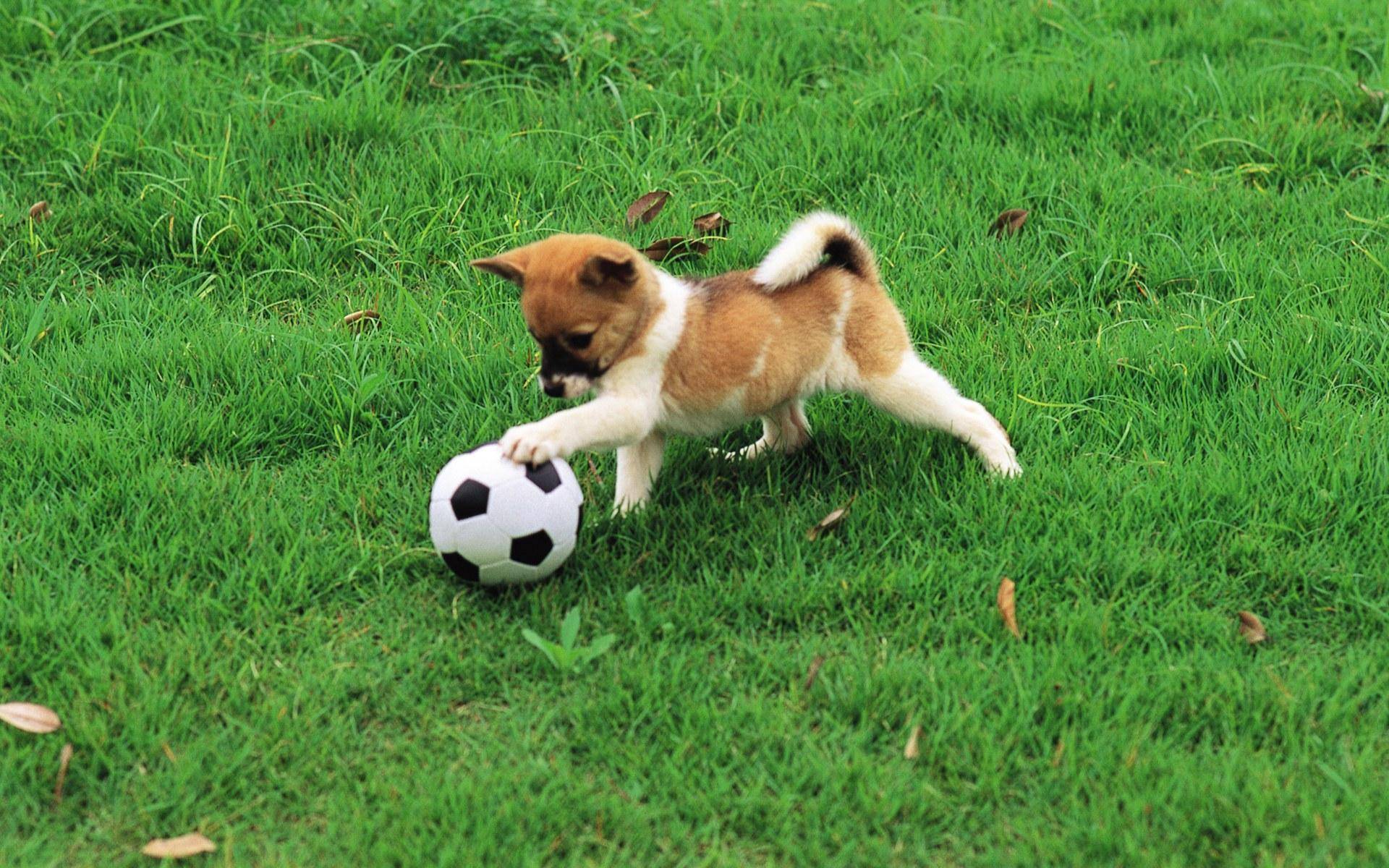 Dog Playing Soccer With A Ball