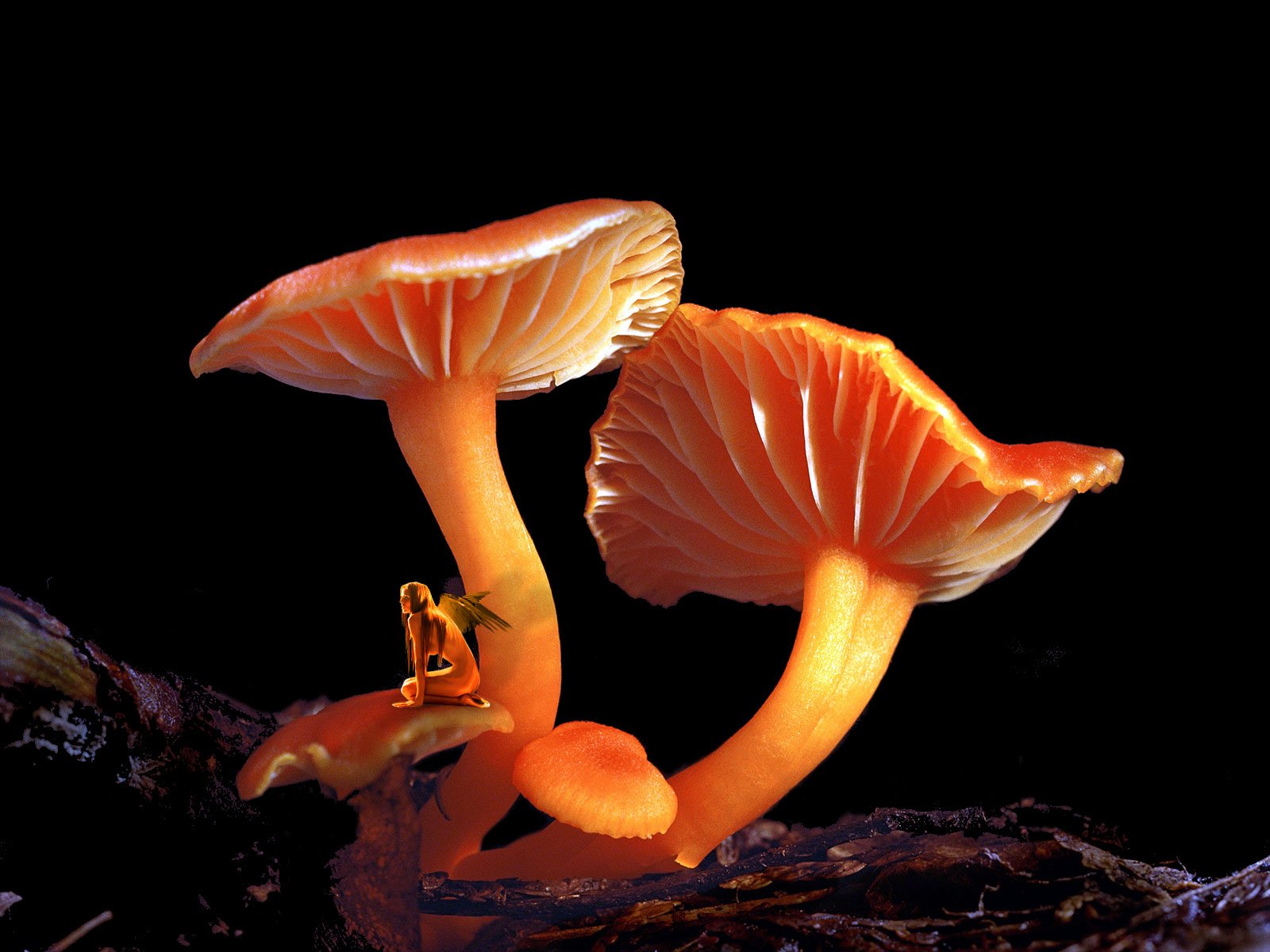 Mushroom Elf Desktop Wallpaper Pictures Photos