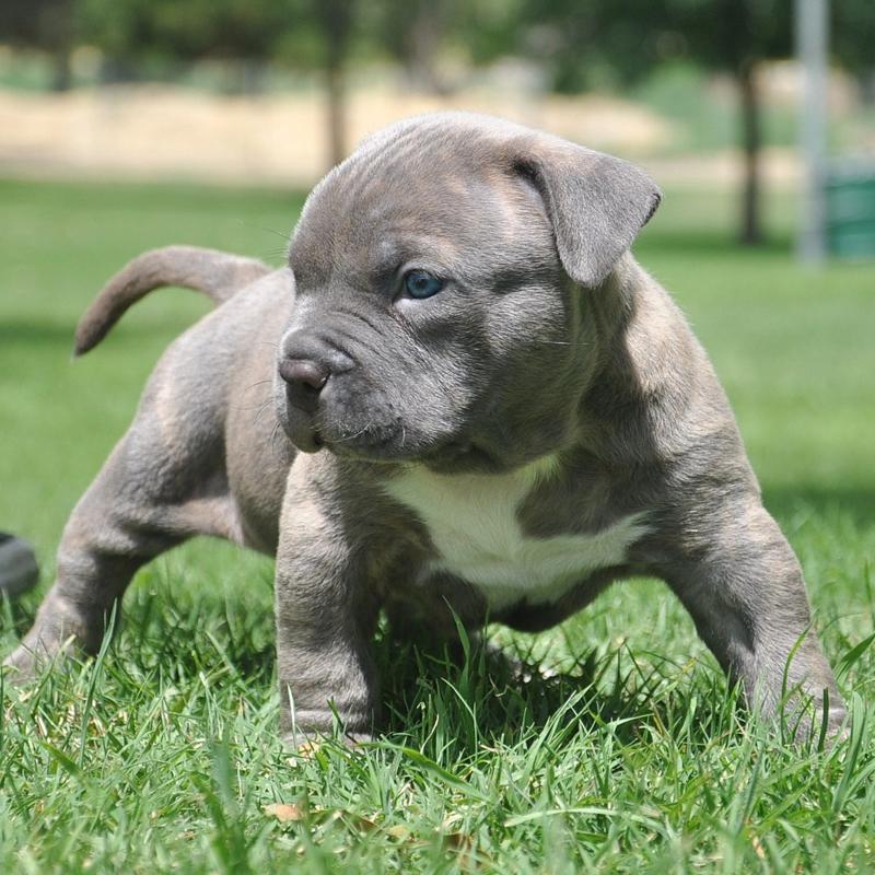 American Pitbull Terrier Bully