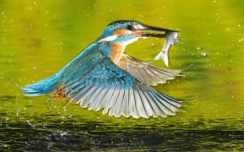 Birds Wildlife Kingfisher Wallpaper