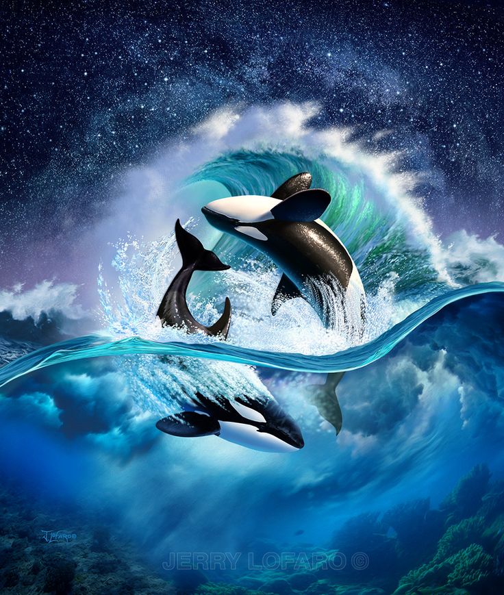Beautiful Killer Whale Pictures And HD Wallpaper