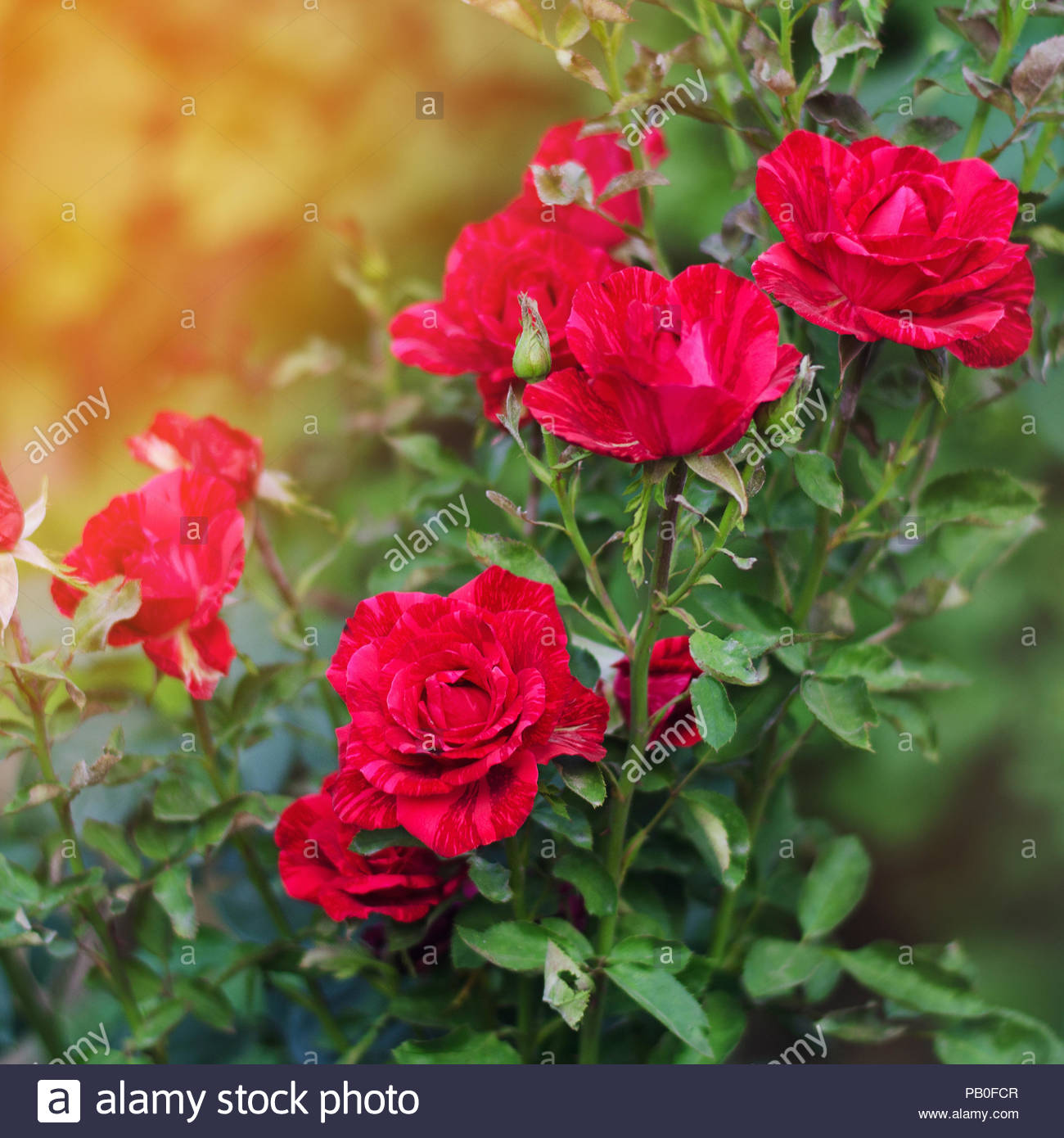 Beautiful Red Roses In The Garden Nature Wallpaper Flowers Bush