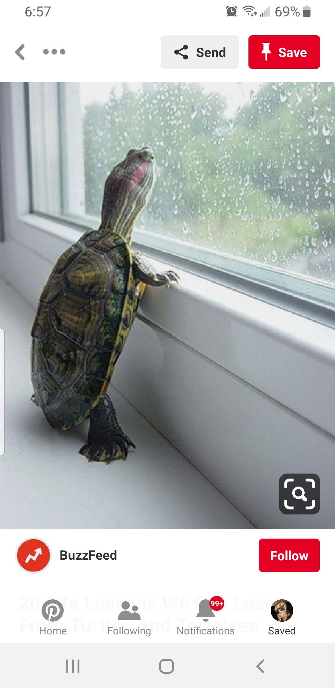 22+] Turtle Memes Wallpapers - WallpaperSafari