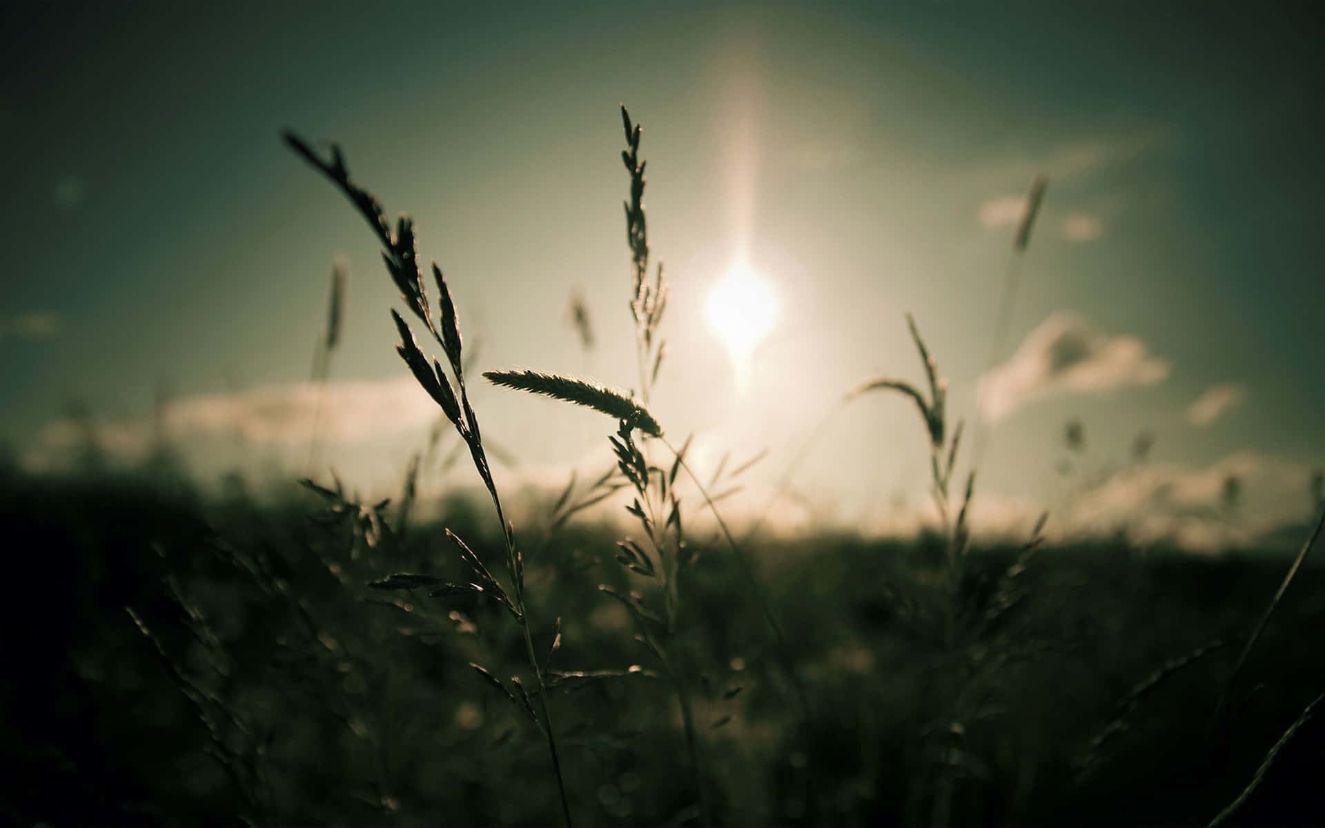 Dark Nature Background Wallpaper