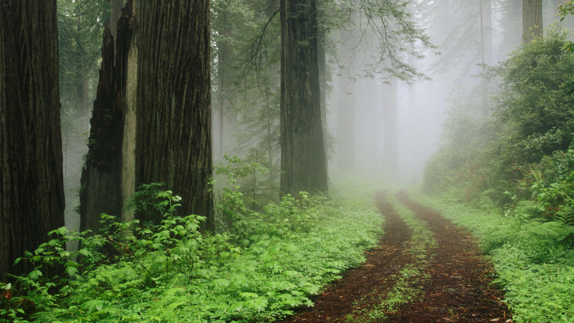 Wallpaper Forest Tree Usa California Fog Redwood In