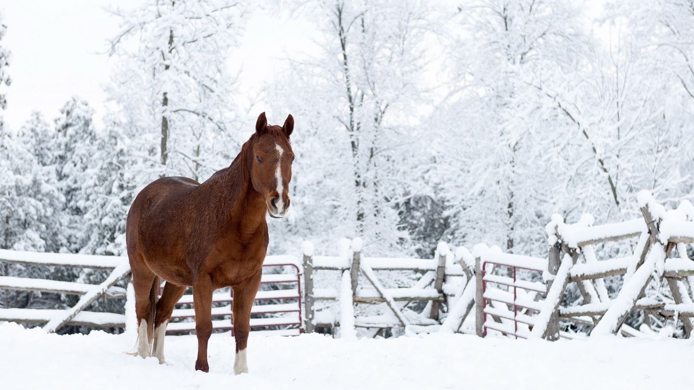 Brown Horse In The Winter Wallpaper
