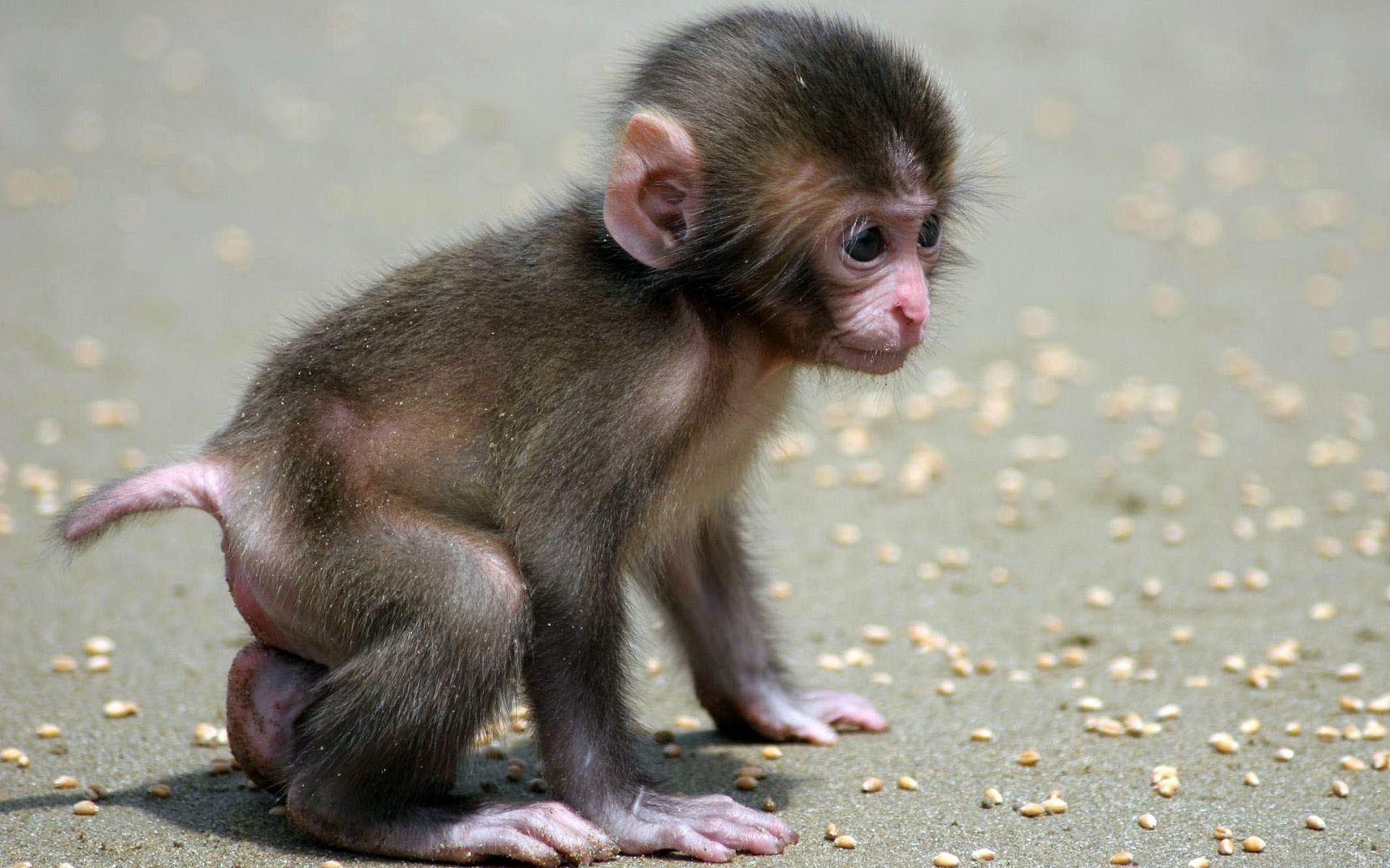Small Monkey Baby Picture HD Wallpaper Of Animal