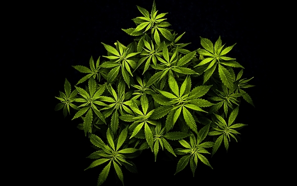 Marijuana Plants Wallpaper Desktop