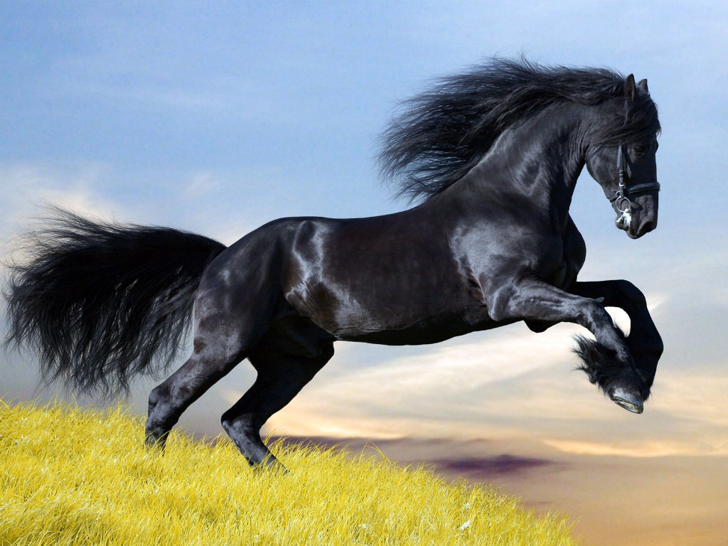 Black Horse Wallpaper Splendid HD