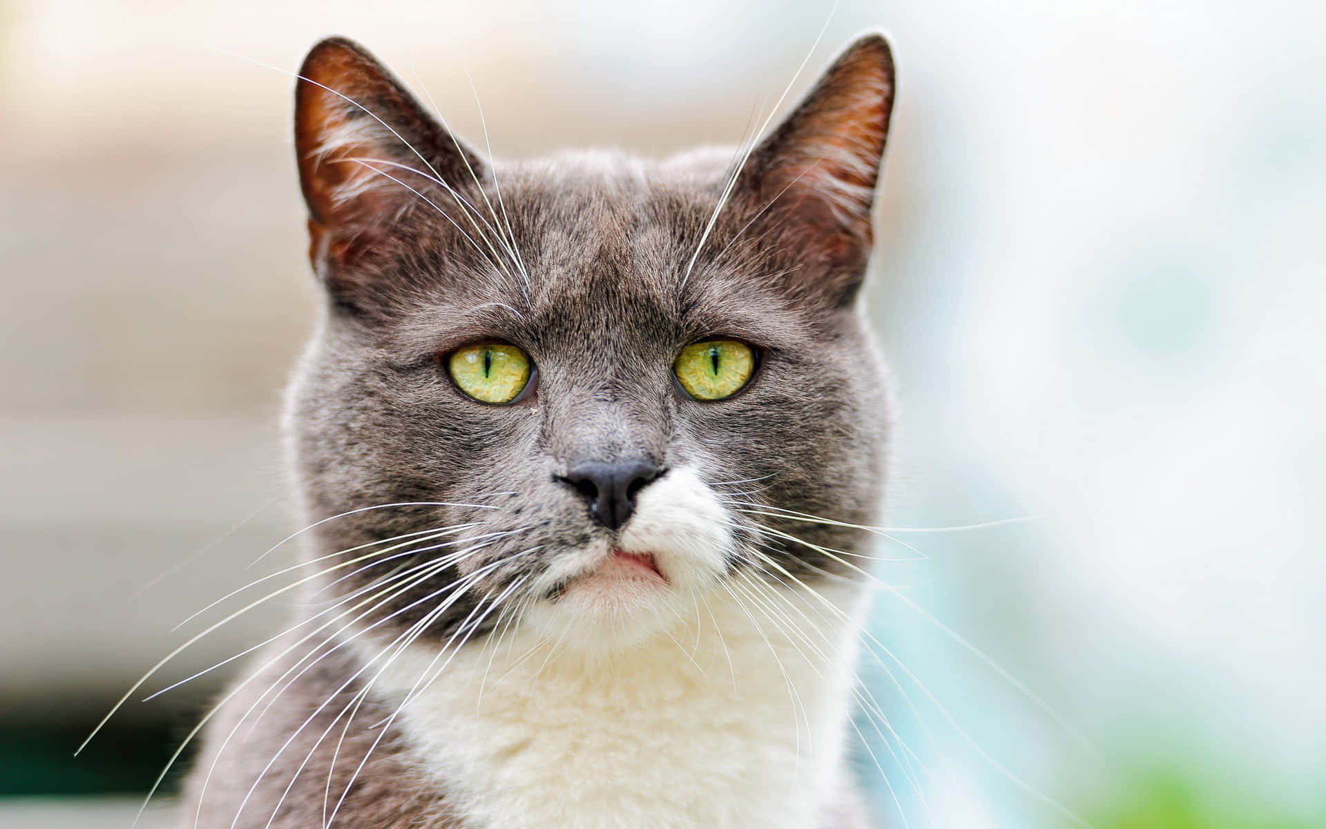 Cat Meme Wallpaper